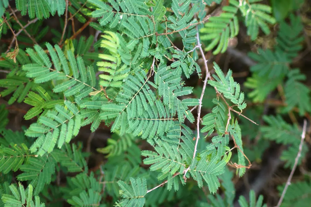 acacia leaves4.webp