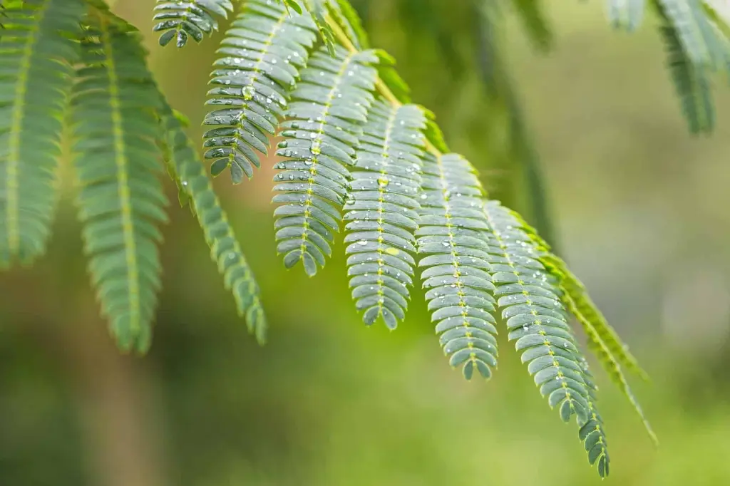 acacia leaves 5.webp