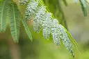 acacia leaves 5.webp