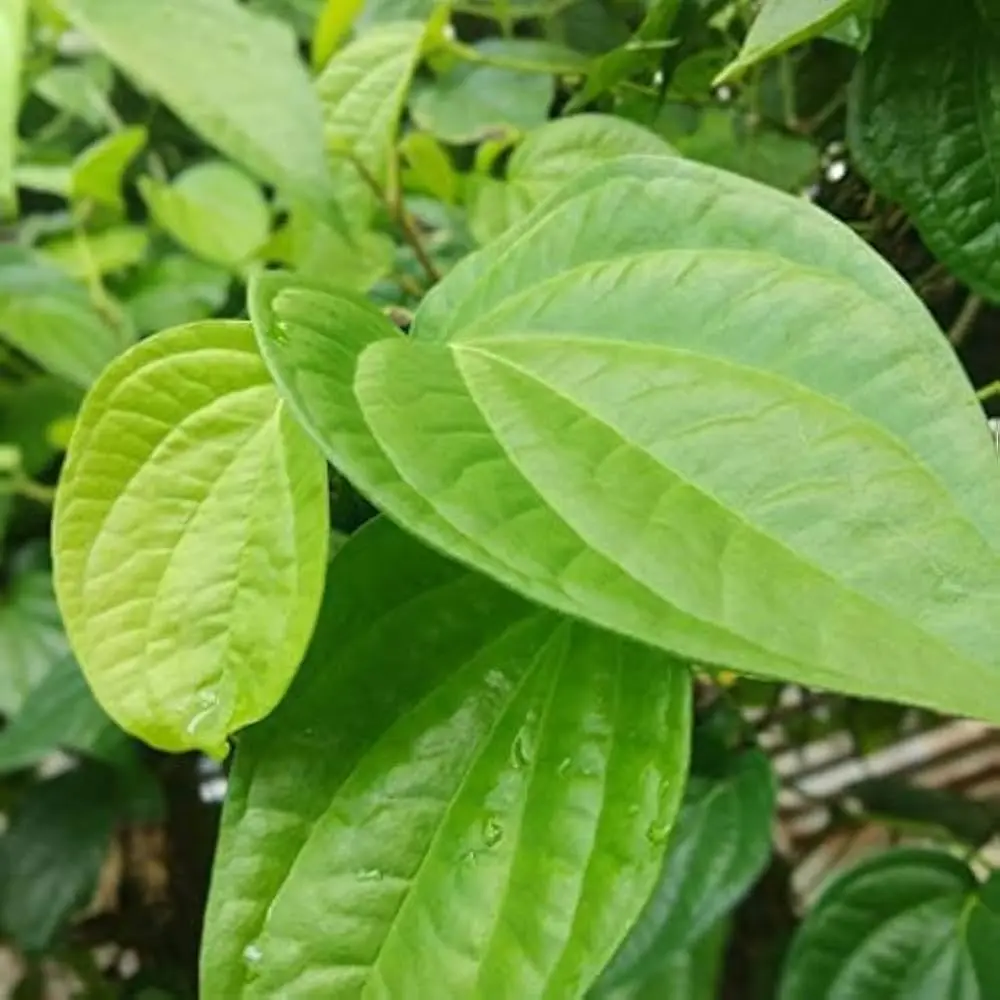 betel leaf2.webp
