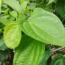 betel leaf2.webp