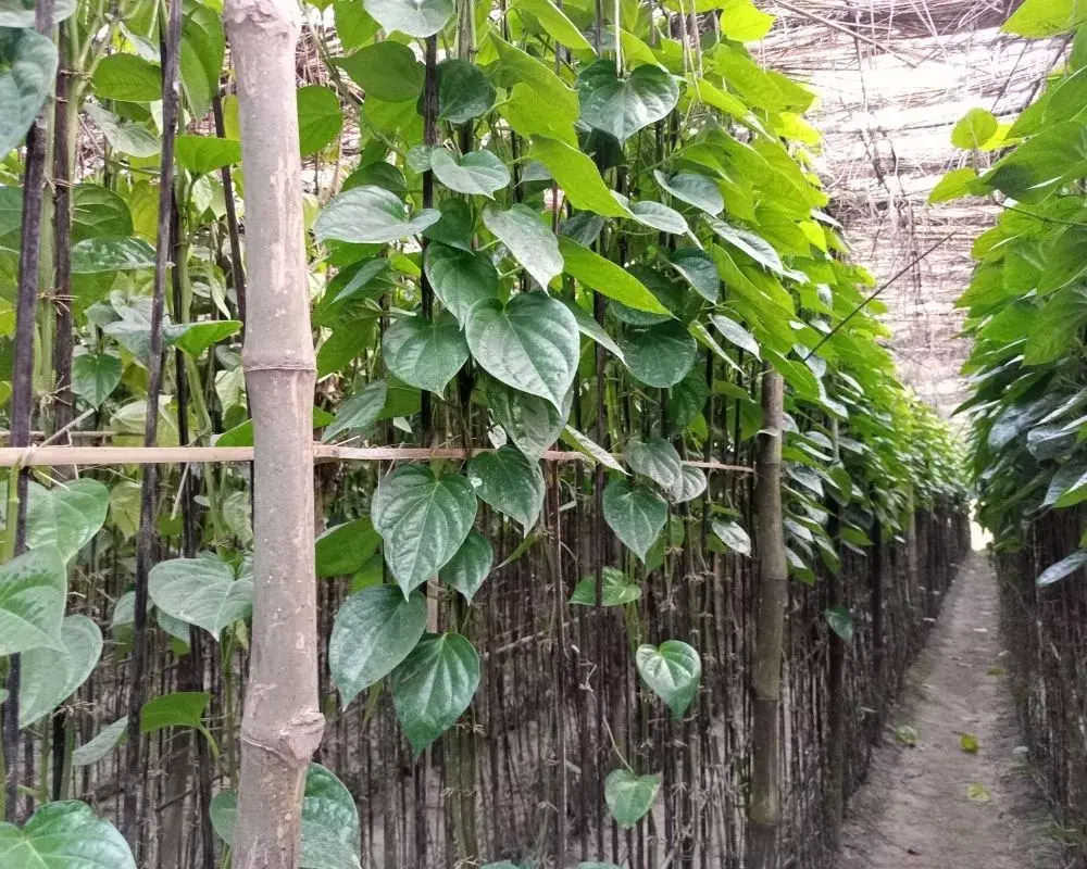 betel leaf3.webp
