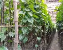 betel leaf3.webp
