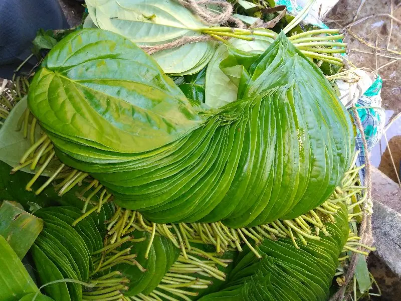 betel leaf4.webp