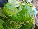 betel leaf4.webp