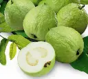 kazi guava1.webp
