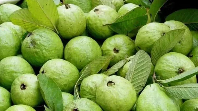 kazi guava 3.webp