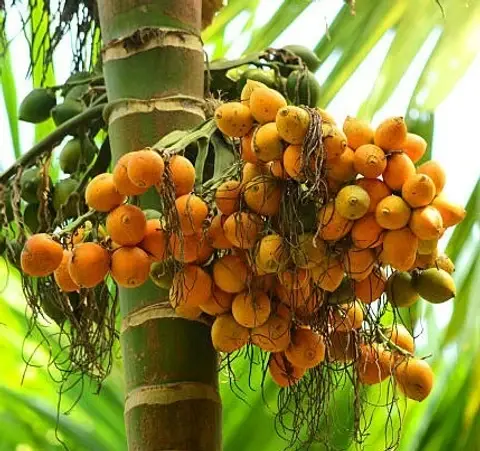 raw betel nut1.webp