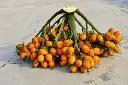 raw betel nut2.webp