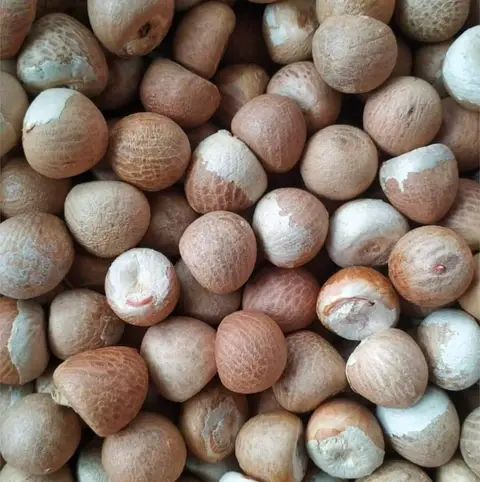 dry betel nut1.webp