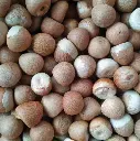 dry betel nut1.webp