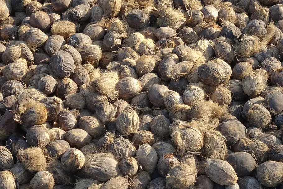 dry betel nut2.webp