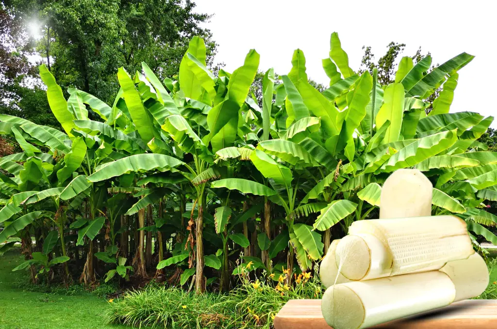banana stem2.webp