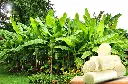 banana stem2.webp