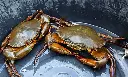 Mud Crab1.webp