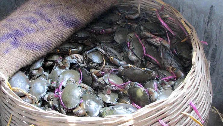 mud crab2.webp