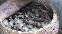 mud crab2.webp