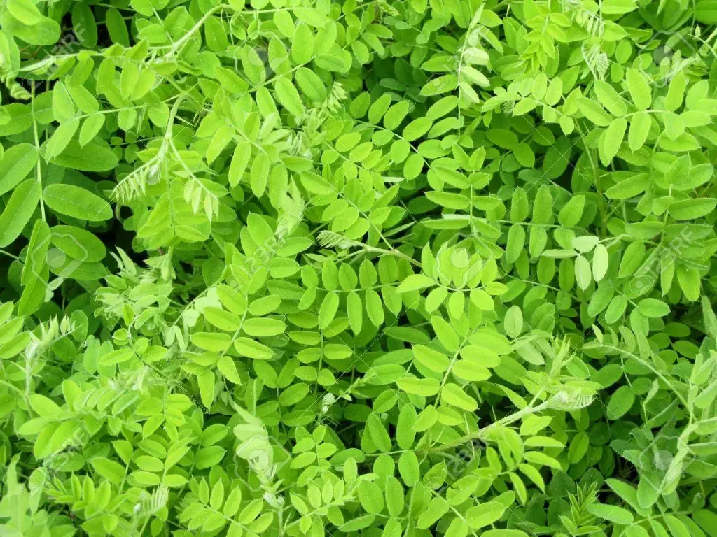 Acacia Leaves