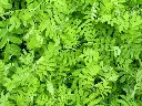 Acacia Leaves