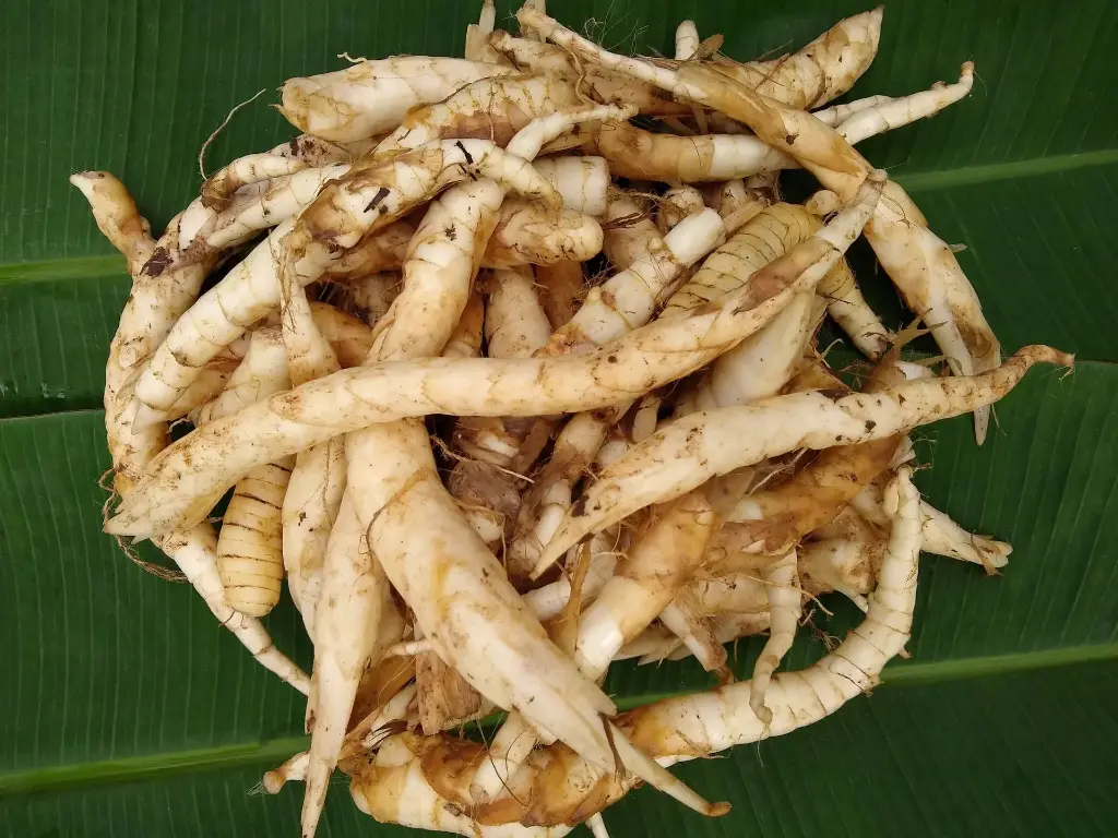 Arrow Root