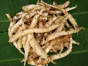Arrow Root