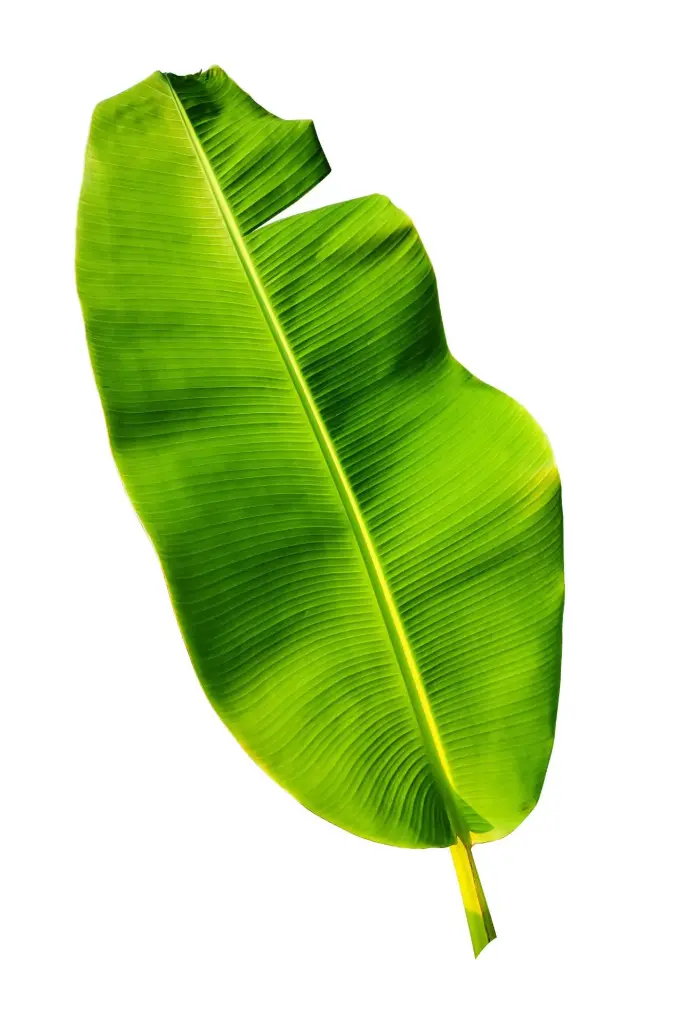 Banana Leaves