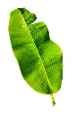 Banana Leaves