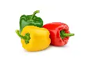 Capsicum
