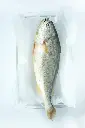 Frozen Croaker