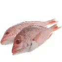 Frozen  Red Snapper