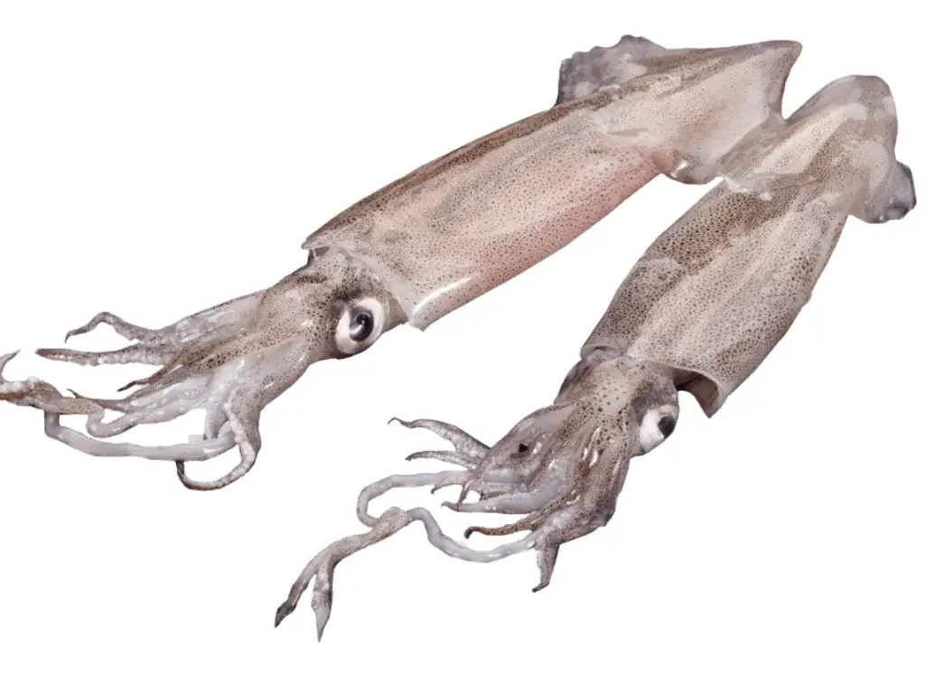 Frozen Squid