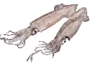 Frozen Squid