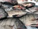 Frozen Tilapia