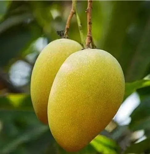 Haribhanga Whole Mango