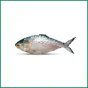 Hilsha Fish (Illish)