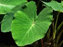 Taro Leaves