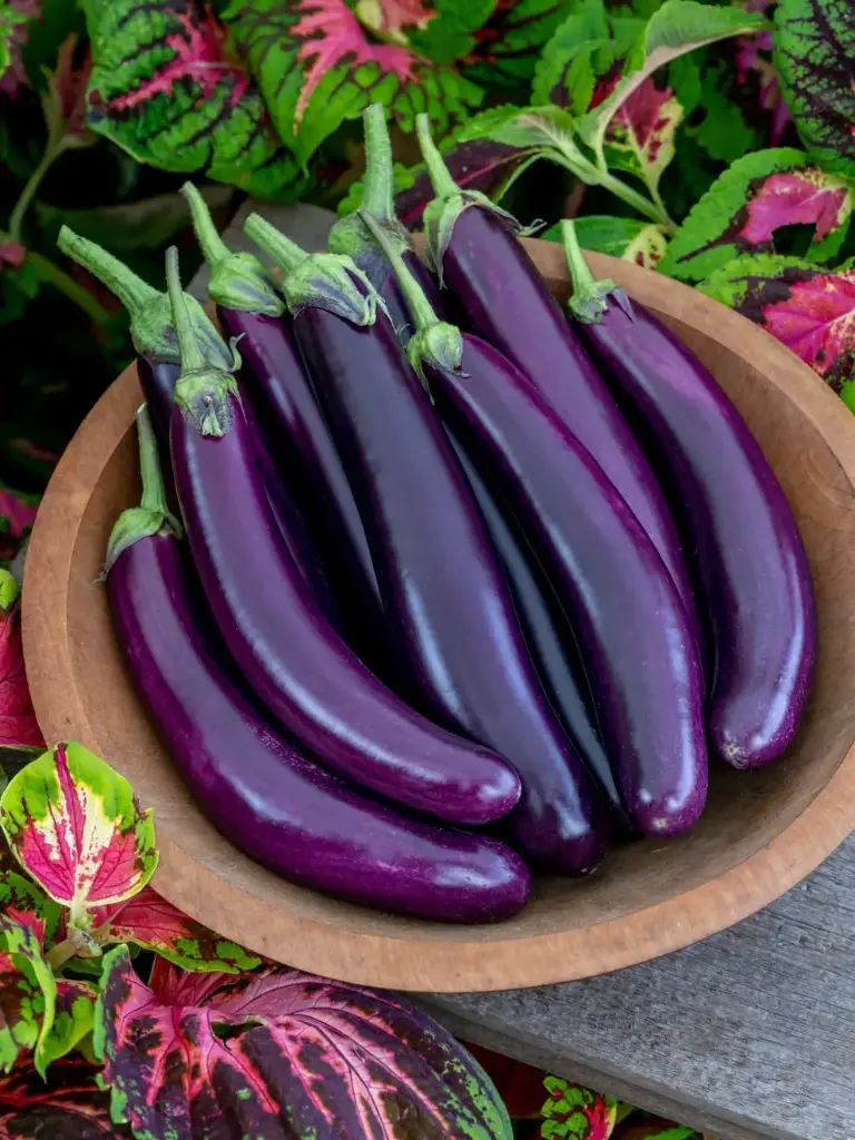 Long Eggplant