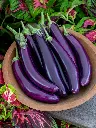 Long Eggplant