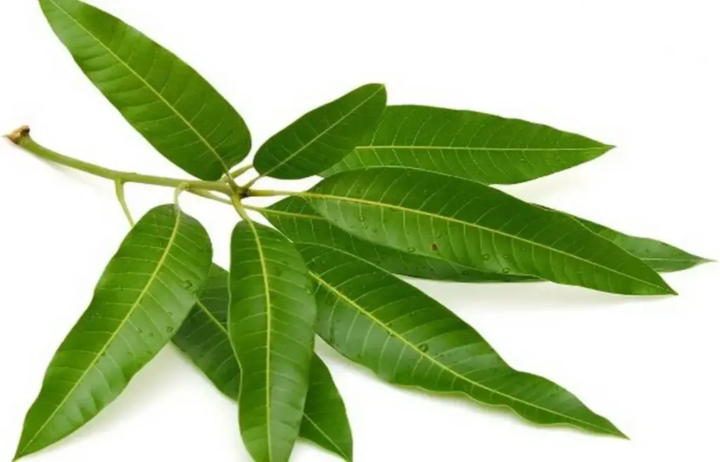 Mango Leaves