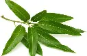 Mango Leaves
