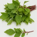 Sorrel Leaves