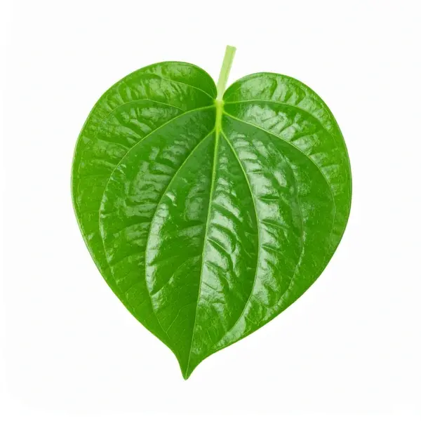 Betel Leaf 