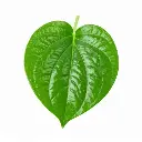 Betel Leaf 