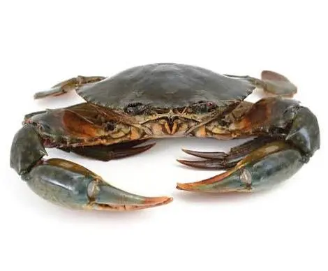 Mud Crab