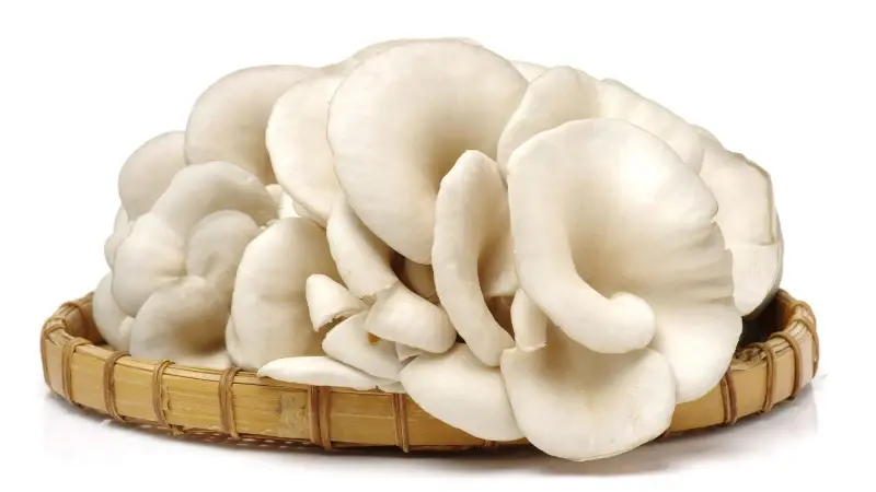 Oyster Mushroom