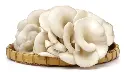 Oyster Mushroom