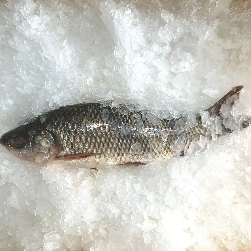 Rohu Fish (Rui Fish)
