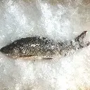 Rohu Fish (Rui Fish)