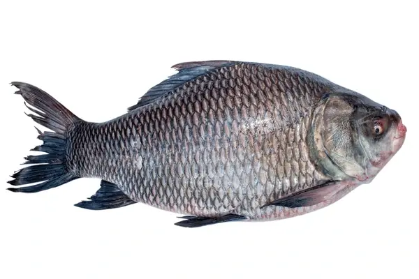 Catla Fish