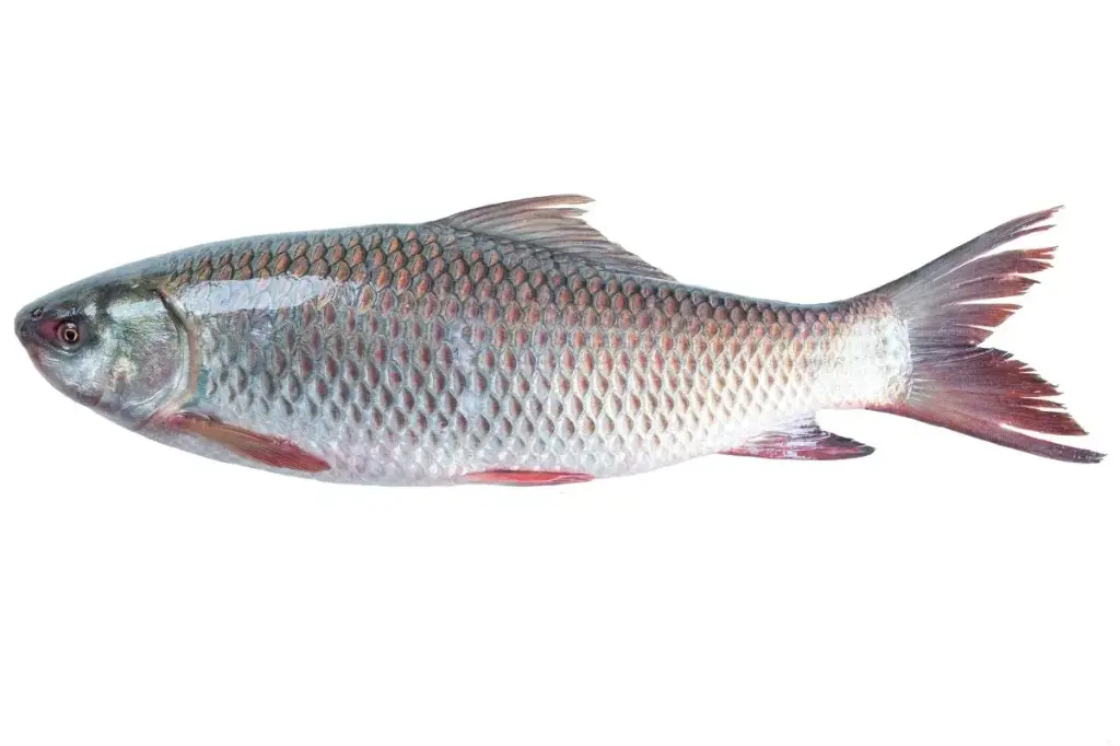 Mrigal Fish